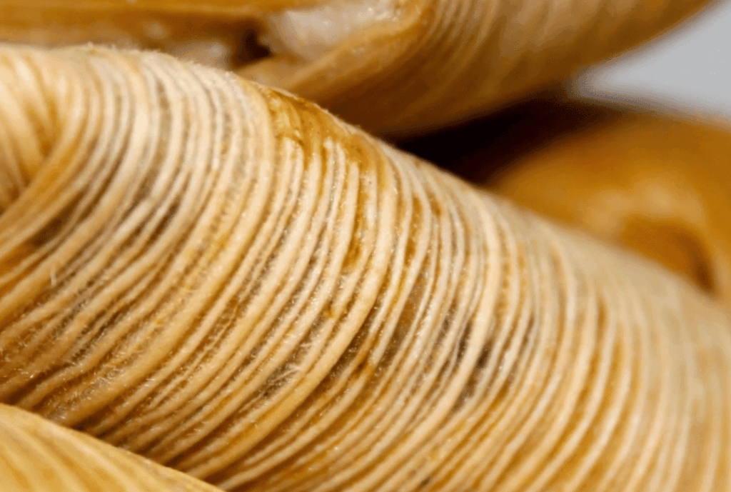 Spotlight on Indio Tamale Festival in California