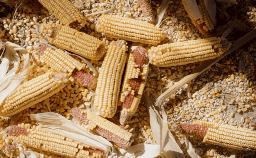 How to Handle Accidental Tamale Ingestion