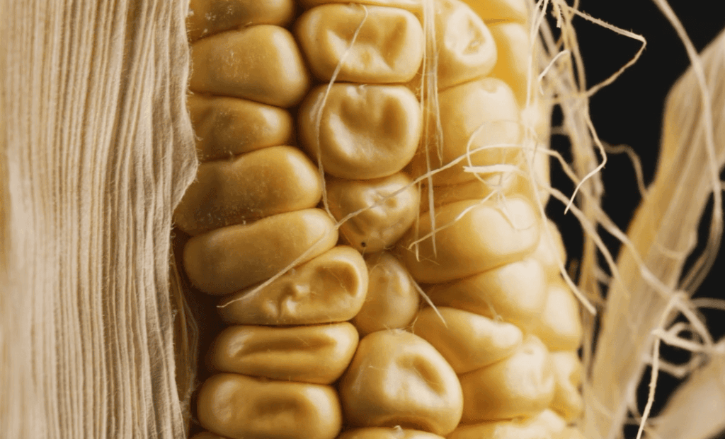 Preventive Measures to Avoid Tamale-Related Risks