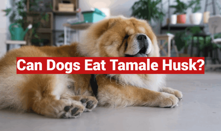 Can Dogs Eat Tamale Husk?